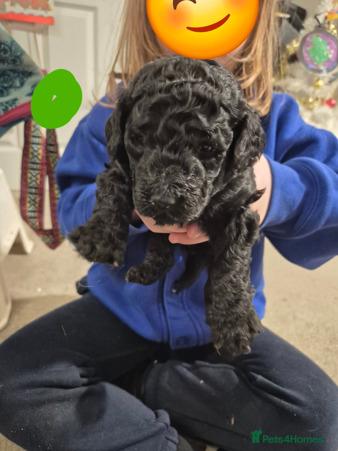 Poodle dogs for sale: Beautiful poodle pups - Advert 2