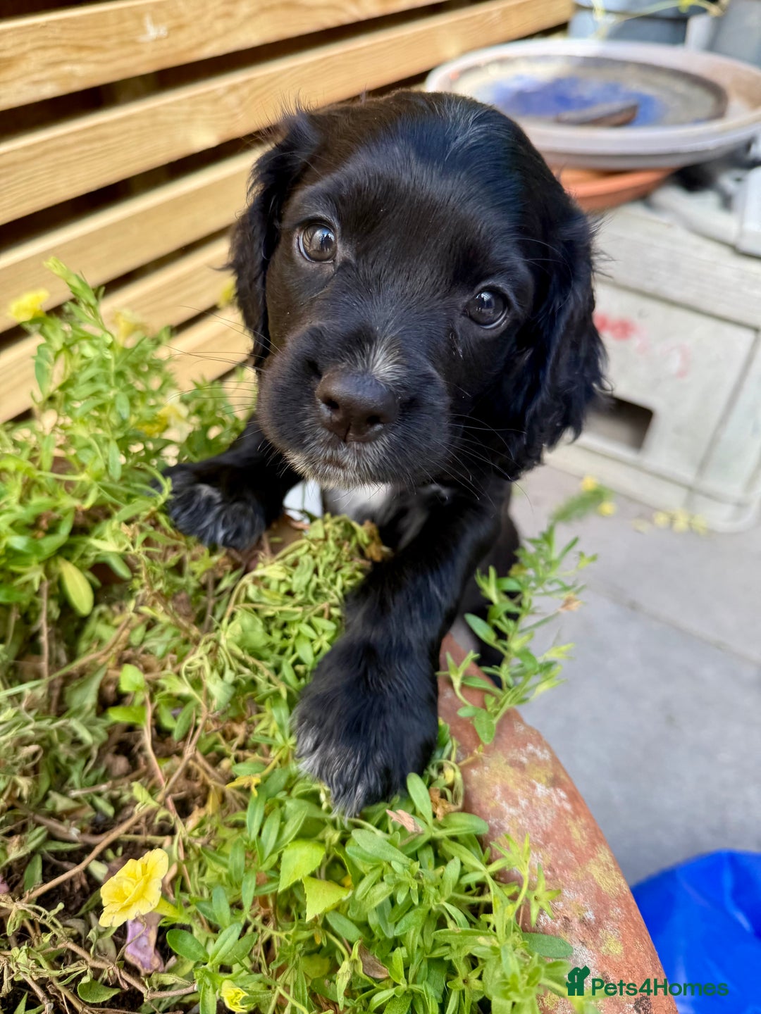 Cocker Spaniel dogs for sale: Working Cocker Spaniel Bitch available now - Image 3