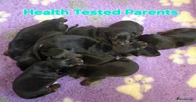 Dobermann dogs - Advert 1