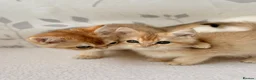 British Shorthair cats for sale: 🐾Golden British Shorthair Kittens🐾 - Advert 20