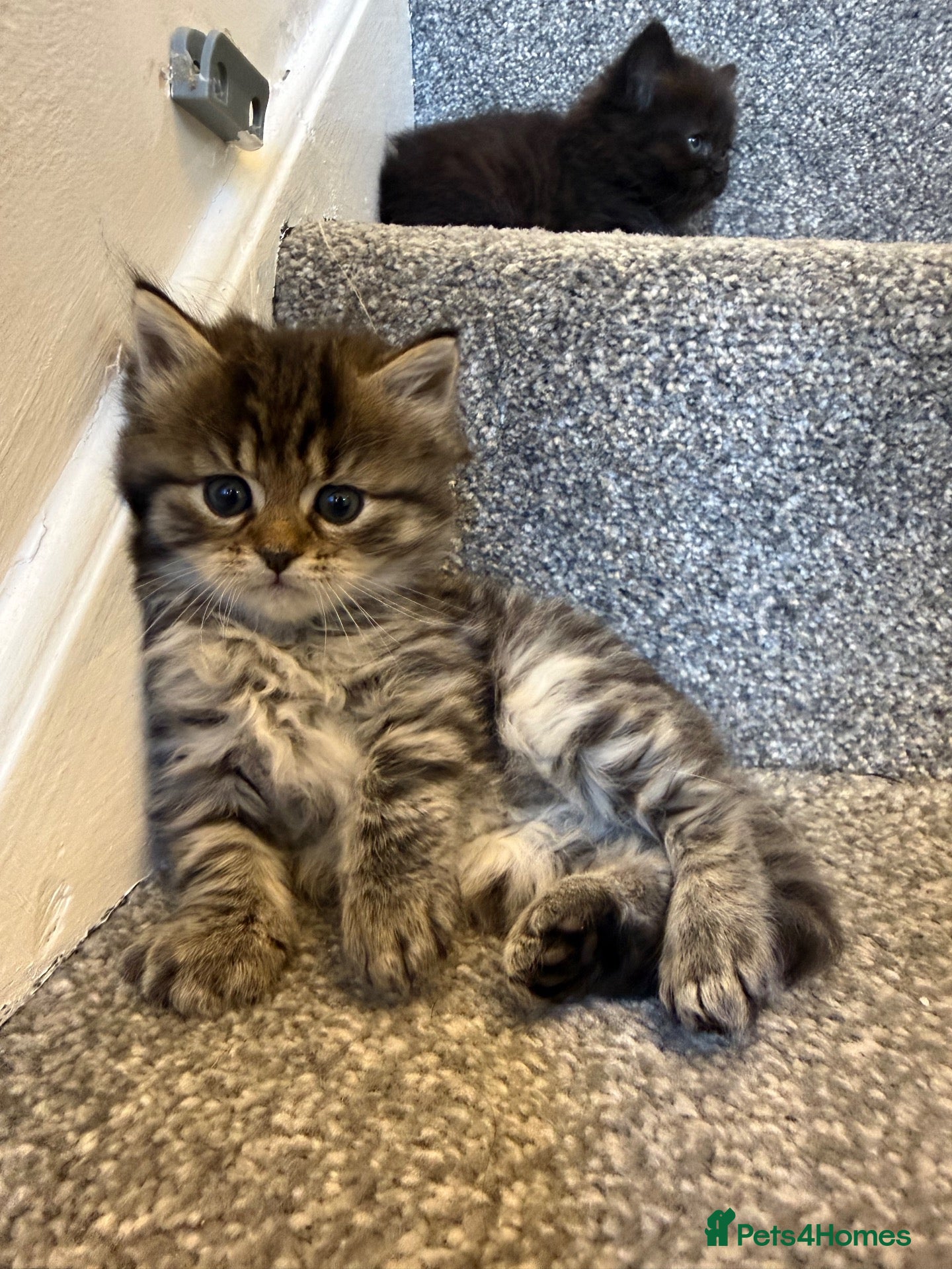 Ragcoon cats 8 RAGDOL X MAINCOON KITTENS🐱 - Advert 18