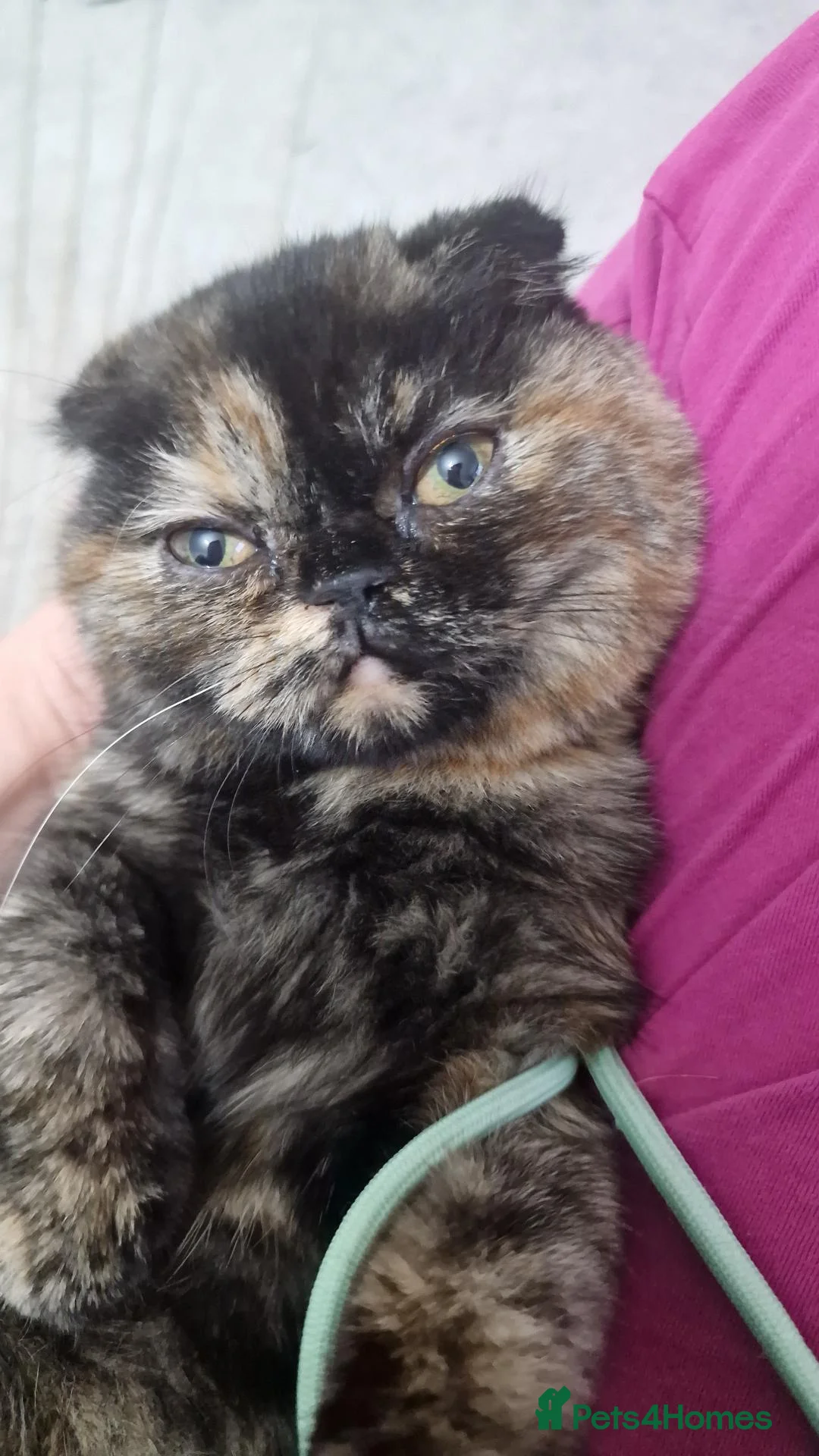 Scottish Fold cats for sale: Beautiful Double fold - Advert 16