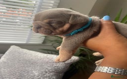 English Bulldog dogs for sale: Beautiful fullsuit litter of perfection 😃  - Image 7