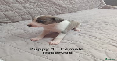 Whippet dogs - Advert 1