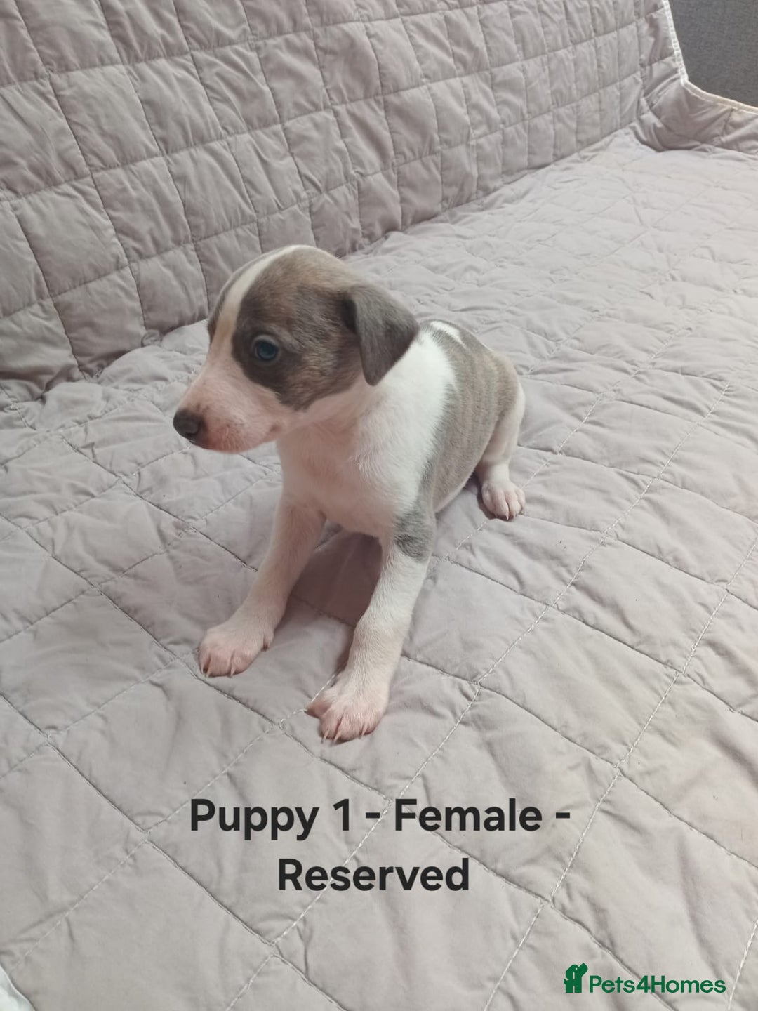 Whippet dogs for sale: *LAST MALE PUPPY* Beautiful KC Registered Puppies - Image 7