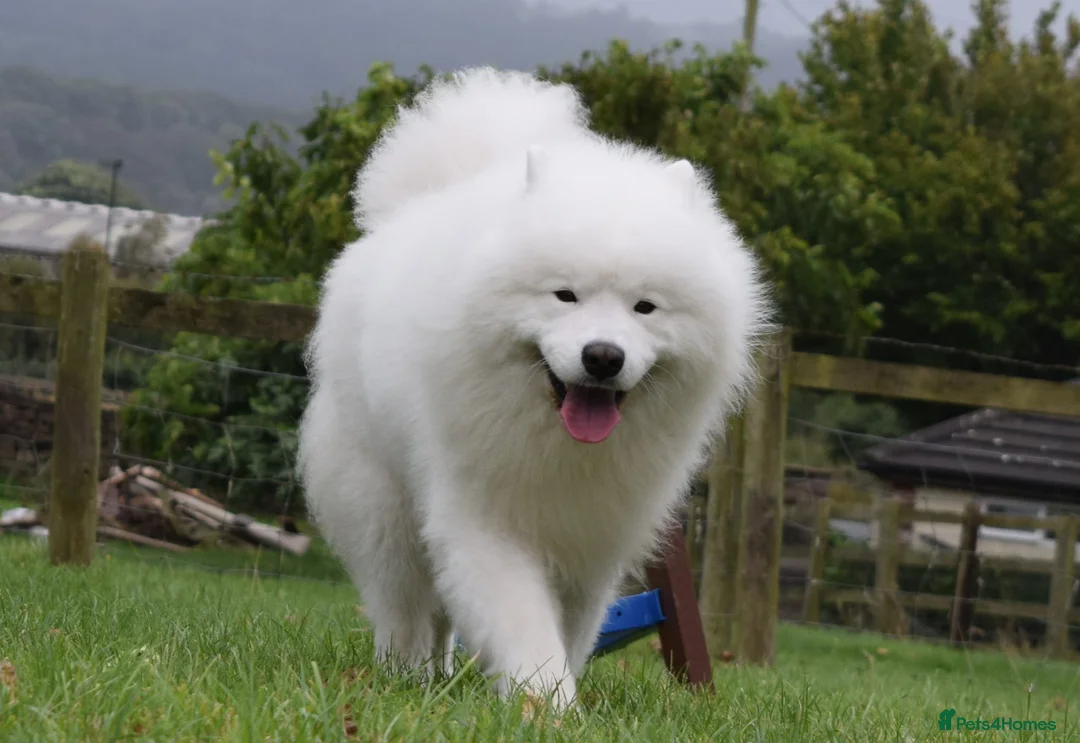 Samoyed dogs for sale: RKC Samoyed Puppies – Champion Bloodlines - Advert 18