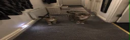 Domestic Shorthair cats for sale: Domestic shorthair Tabby kitten  - Advert 1