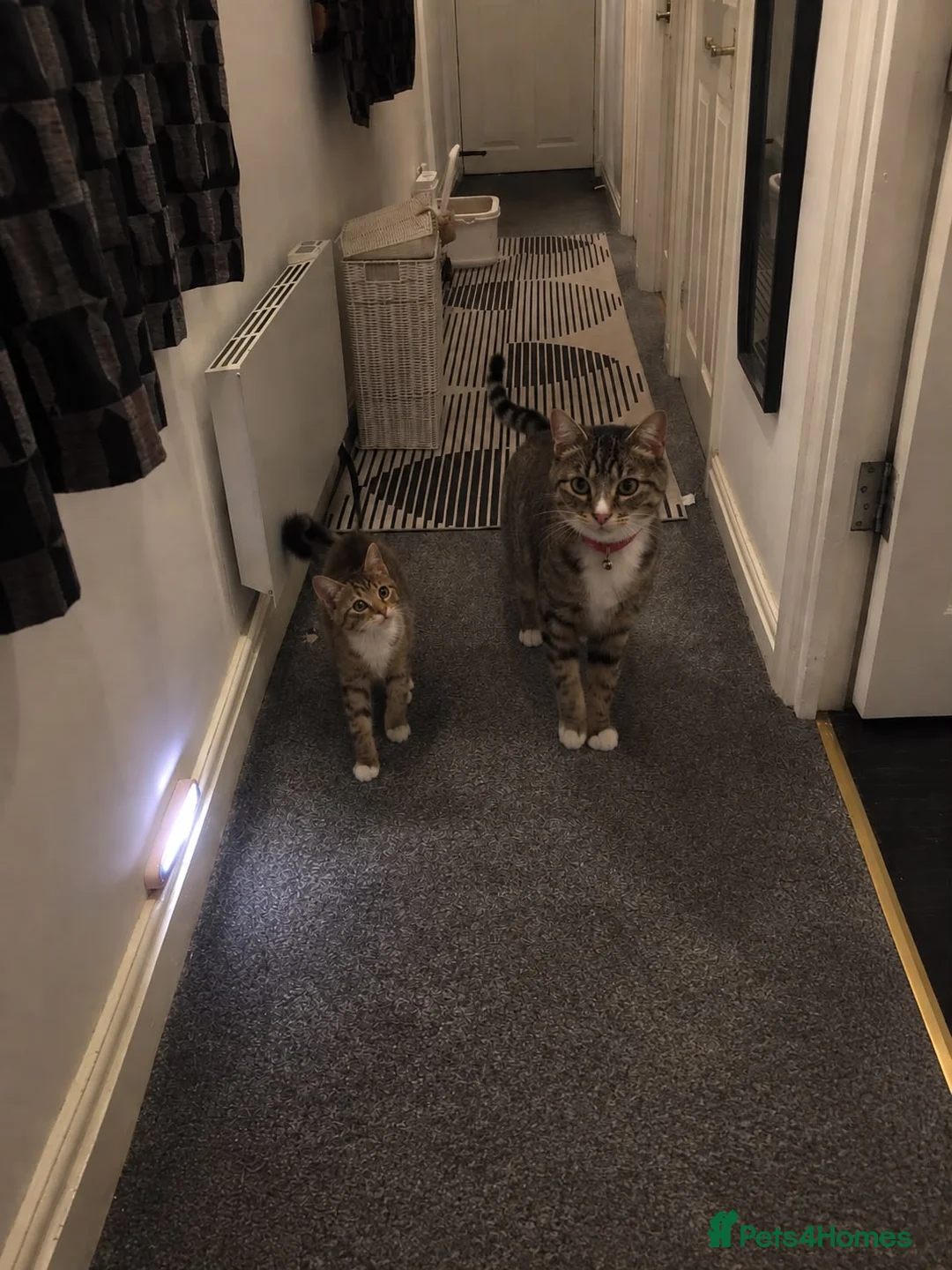 Domestic Shorthair cats for sale: Domestic shorthair Tabby kitten  - Advert 1
