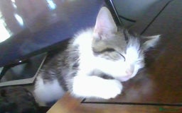 British Longhair cats for sale: 4 Beautiful Kitties Ready - Image 8