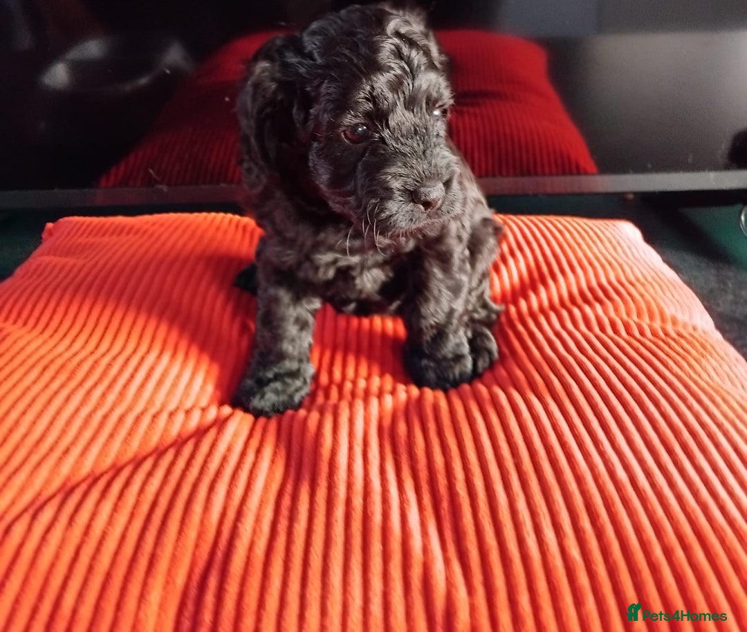 Cockapoo dogs for sale: Cockapoo puppies for Sale - Image 4