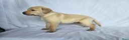 Labrador Retriever dogs for sale: Beautiful labrador puppies in Stirling - Advert 8