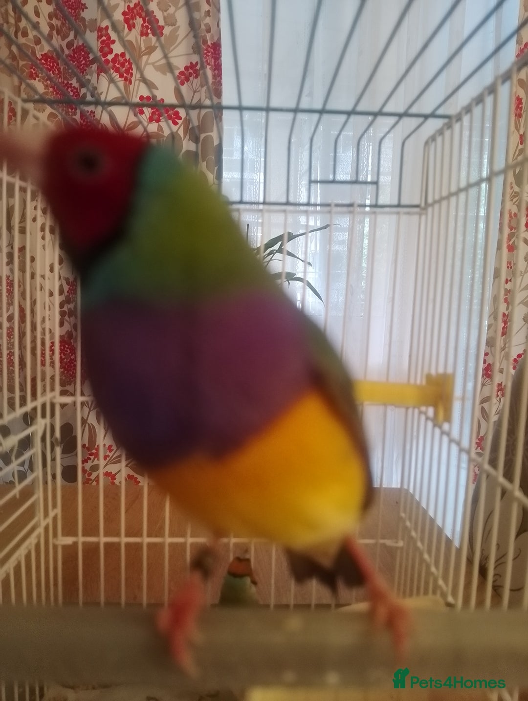 Finches birds for sale: Gouldian finches for sale  - Image 15