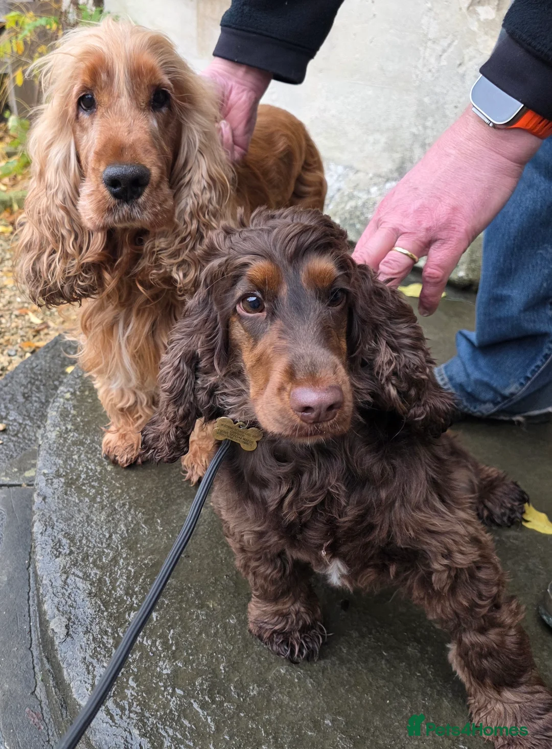 Cocker Spaniel dogs for sale: Kc Health Tested Show Type Cocker Spaniel Puppies - Advert 2