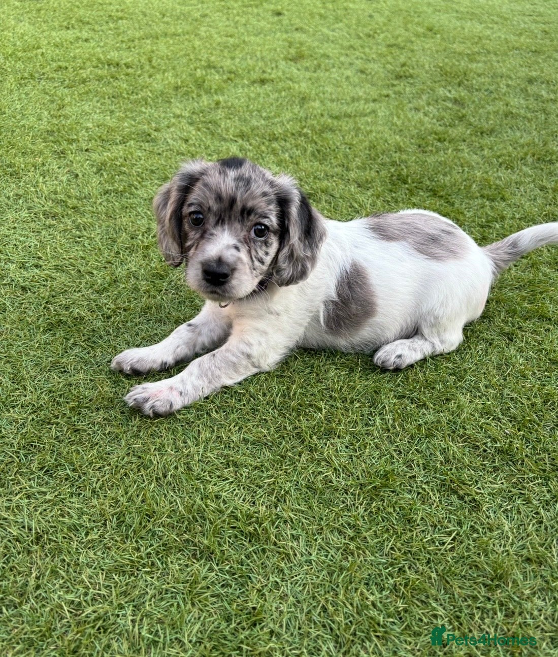 Mixed Breed dogs Ready now ❤️ 2 girl left ❤️  - Advert 2