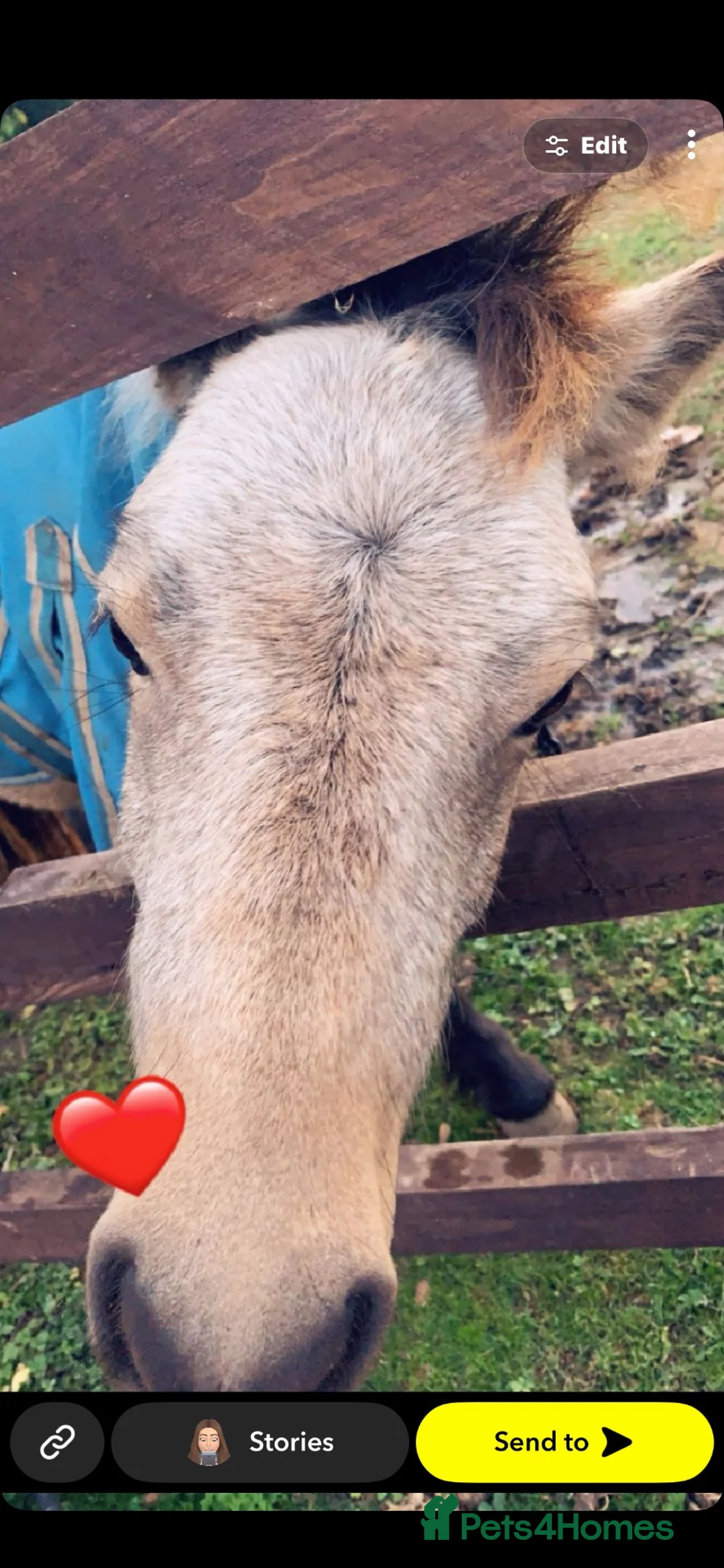Shetland pony horses for sale: Buckskin Shetland pony  - Advert 2