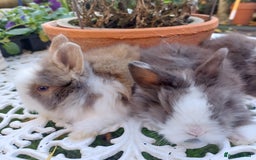 Lionhead rabbits for sale: PUREBRED DOUBLE LION HEAD BABIES  - Image 6