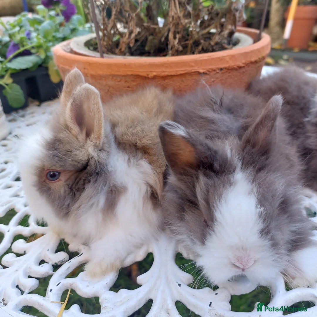 Lionhead rabbits for sale: PUREBRED DOUBLE LION HEAD BABIES  - Advert 6