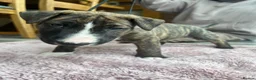 English Bull Terrier dogs for sale: KC REG BULL TERRIER PUPS FROM CHAMP BLOODLINES   - Advert 6