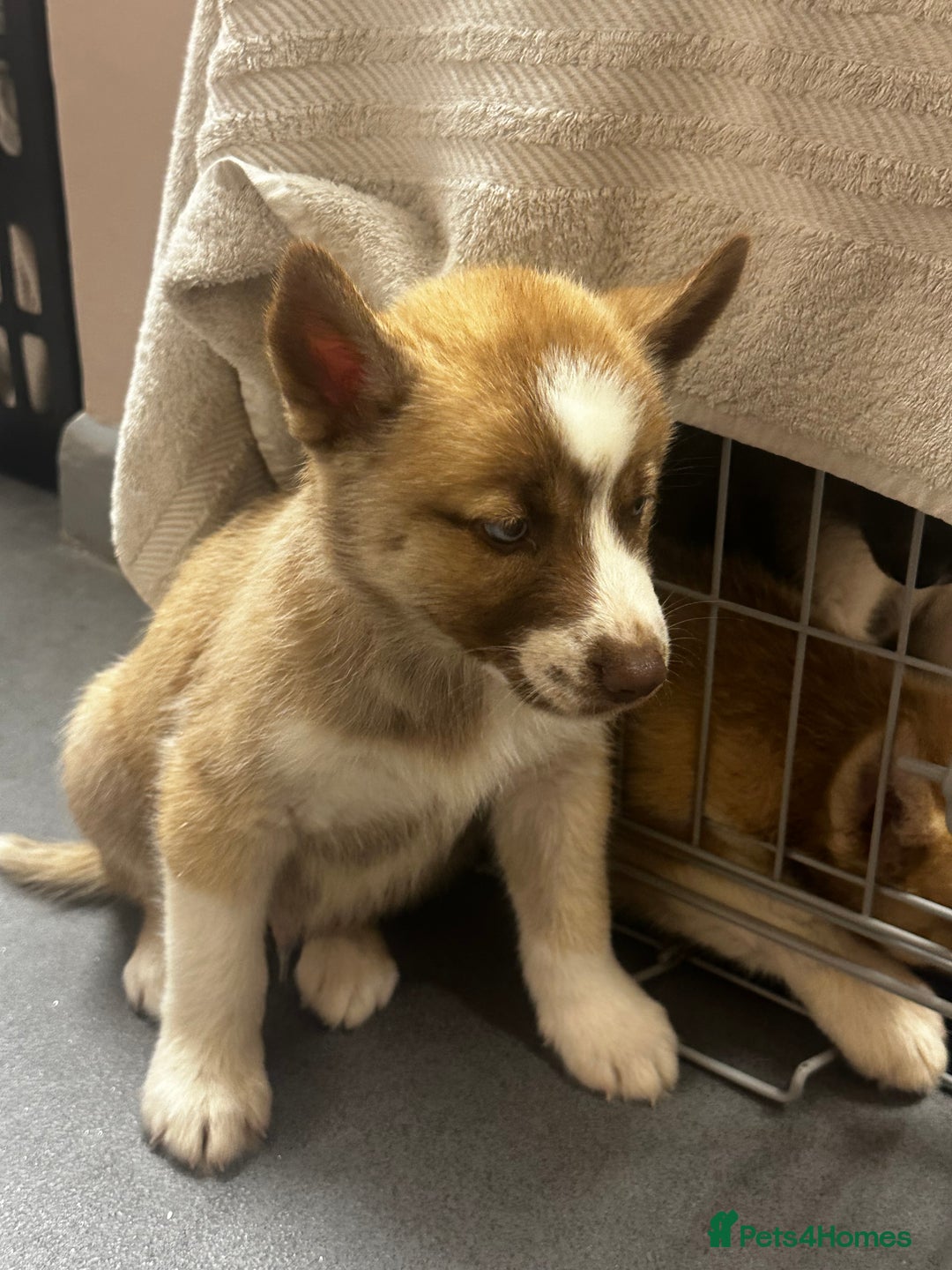 Siberian Husky dogs for sale: Siberian huskies - Image 2
