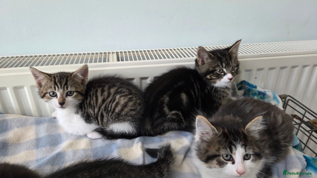 Mixed Breed cats for sale: Mixed Breed Kittens - Image 5
