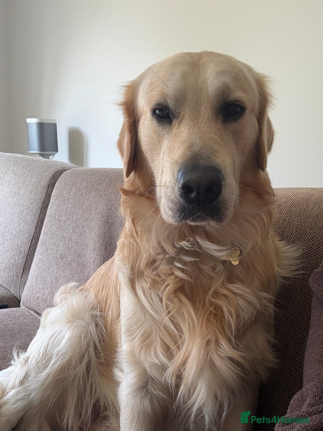 Golden Retriever dogs for stud: Milo - Golden Retriever for stud in Horsham - Image 7