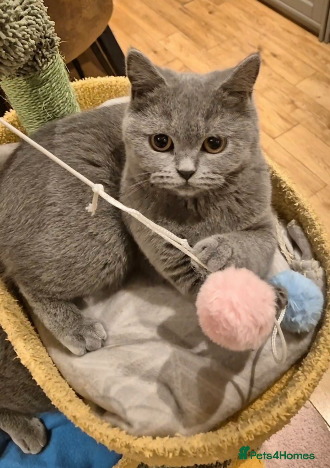 British Shorthair cats 15 month old british short hair  - Advert 1