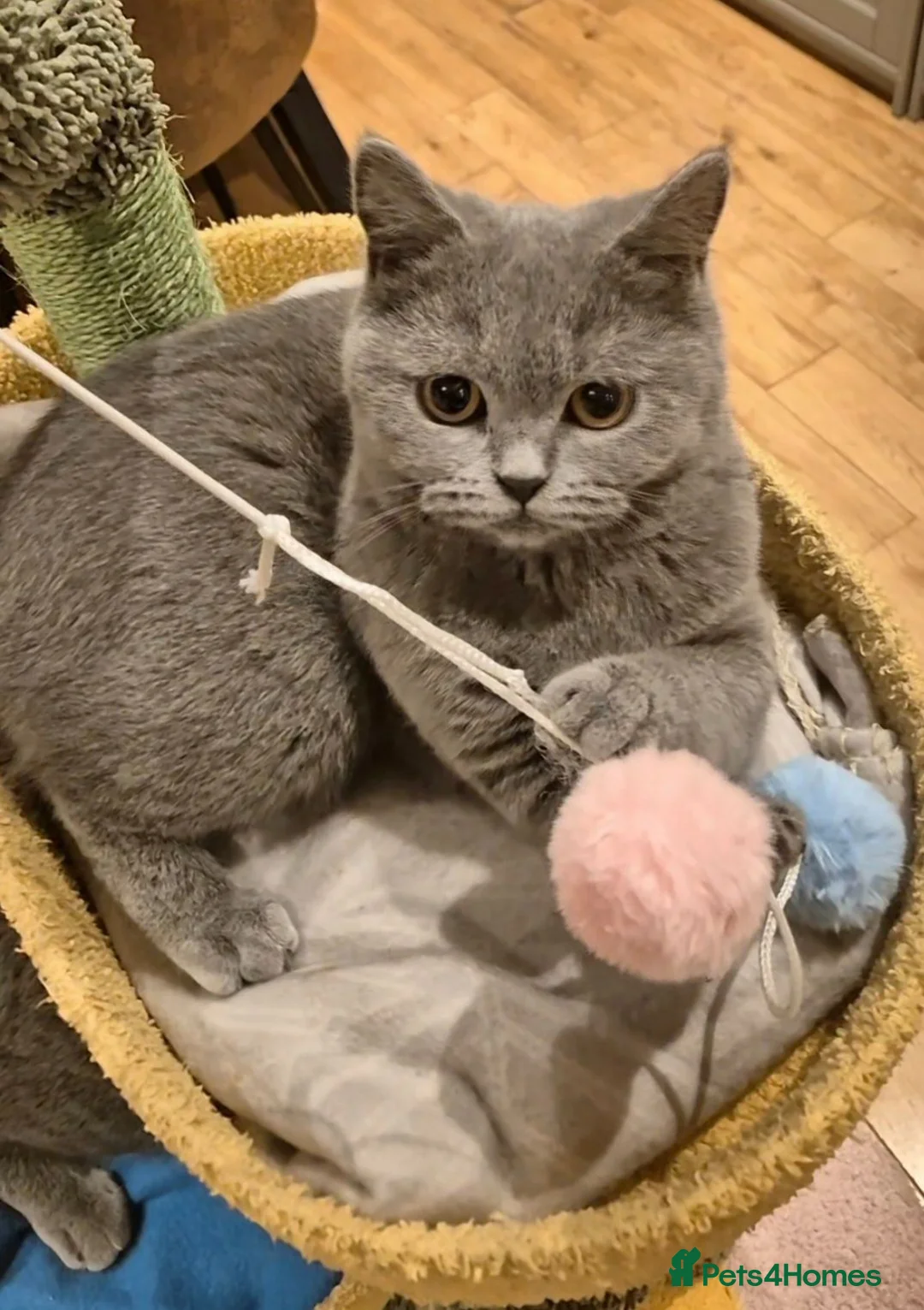 British Shorthair cats for sale: 15 month old british short hair  - Advert 1