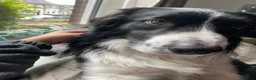 Border Collie dogs for stud: Proven Border Collie mix for stud  - Advert 4