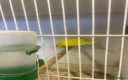 Budgerigars birds for sale: Baby budgies - Image 5