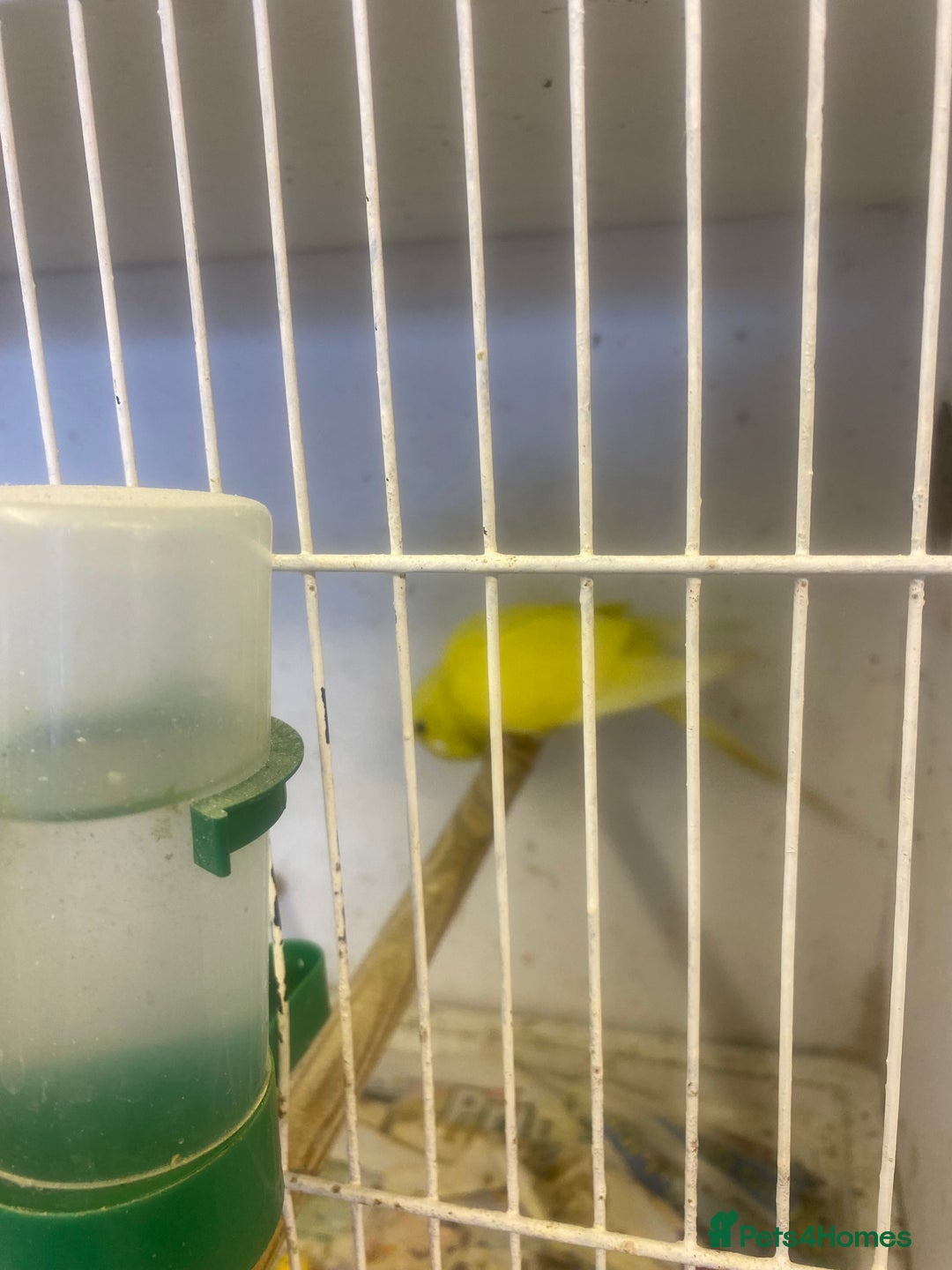 Budgerigars birds for sale: Baby budgies - Image 5