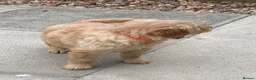 Golden Retriever dogs for sale: A happy healthy family companion  - Advert 18