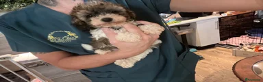 Cavapoo 2