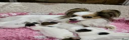 Papillon dogs for sale: Beautiful KC Registered Puppies - Only two left! - Advert 15