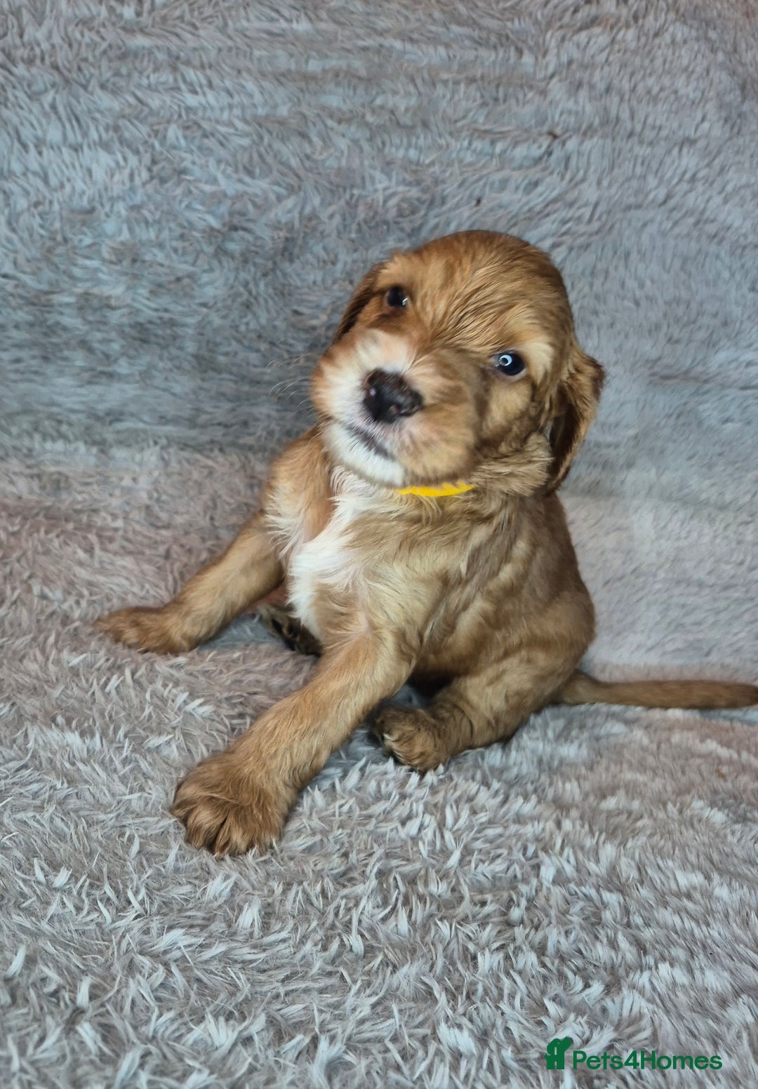 Irish Doodle dogs for sale: Toy Irish Doodle Puppies For Sale  - Image 23