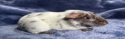 Guinea Pig rodents for sale: Dalmation baby Guinea pigs - Advert 11