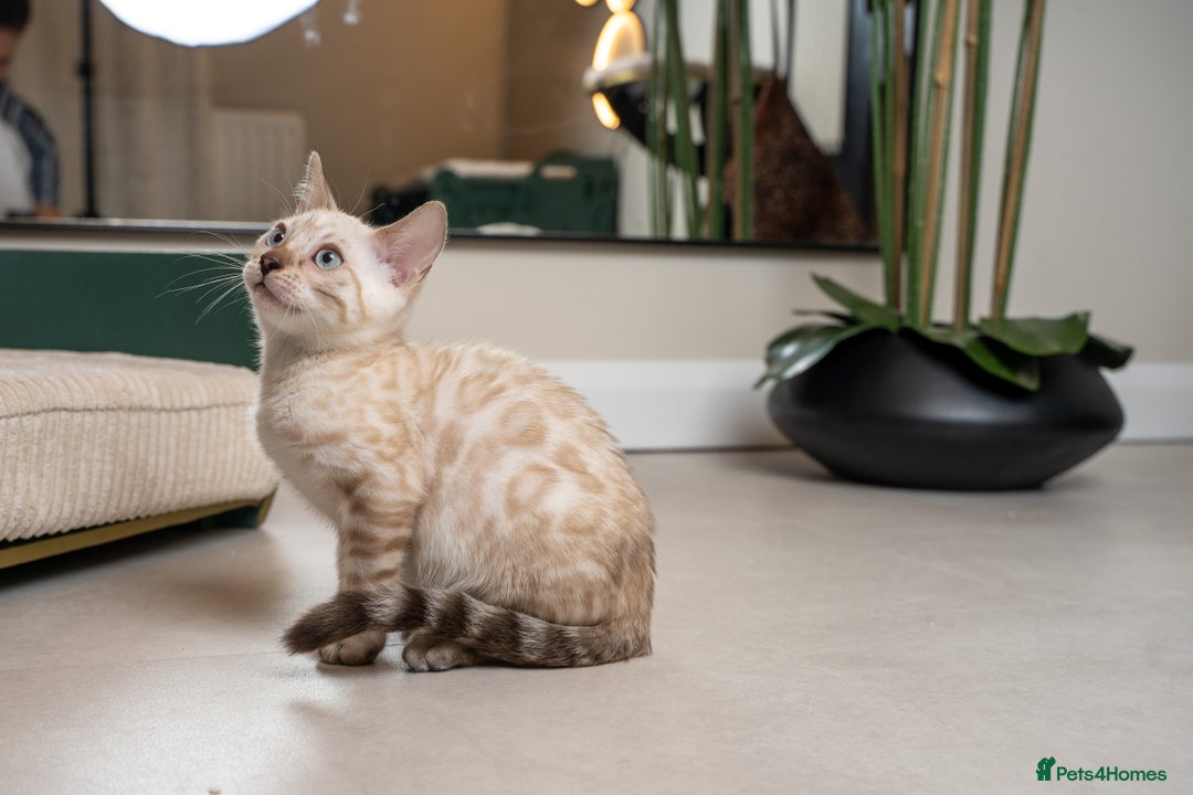 Bengal cats for sale: Frankie-Stunning Snow Bengal-TICA-Available now! - Image 20