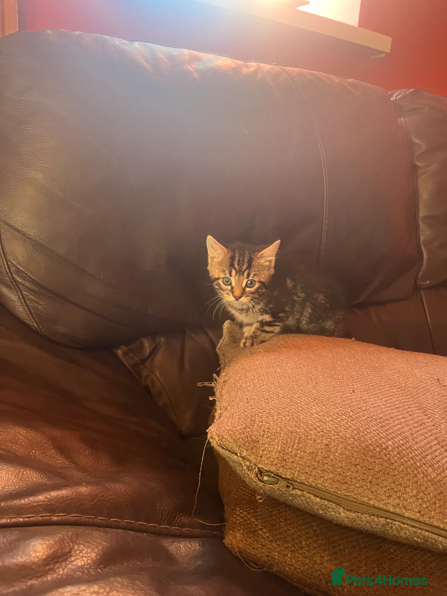 Mixed Breed cats 3Beautiful kittens available  - Advert 1