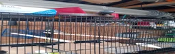 Finches birds for sale: Java sparrows  - Advert 2