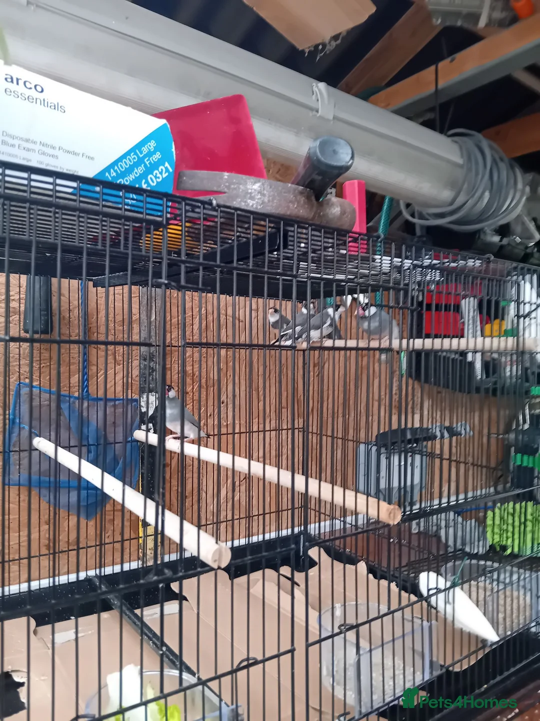 Finches birds for sale: Java sparrows  - Advert 2
