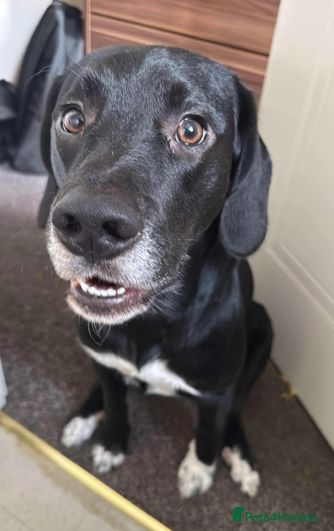 Mixed Breed dogs for sale: Bailey- looking for forever home.  - Advert 2