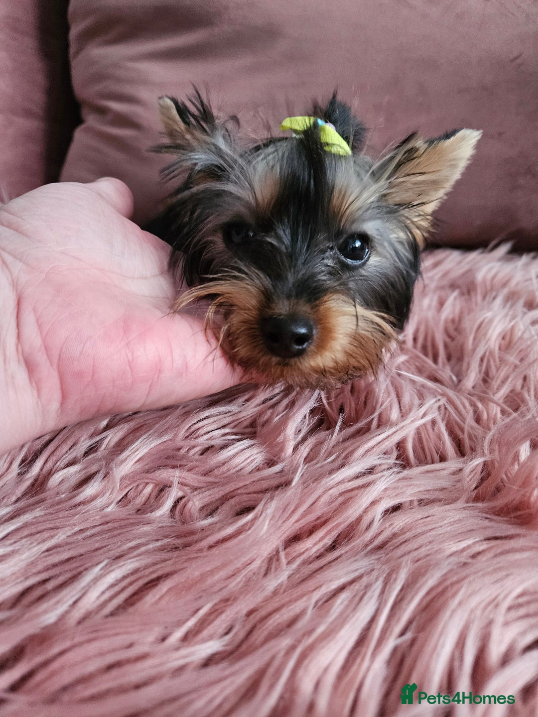 Yorkshire Terrier dogs for sale: For sale - Image 7
