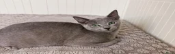 Russian Blue cats for sale: Russian Blue Boy - Advert 12