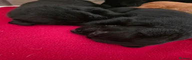 Labrador black