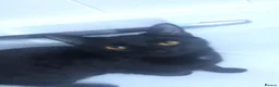 Domestic Shorthair cats for sale: 2 female black cats - Advert 2