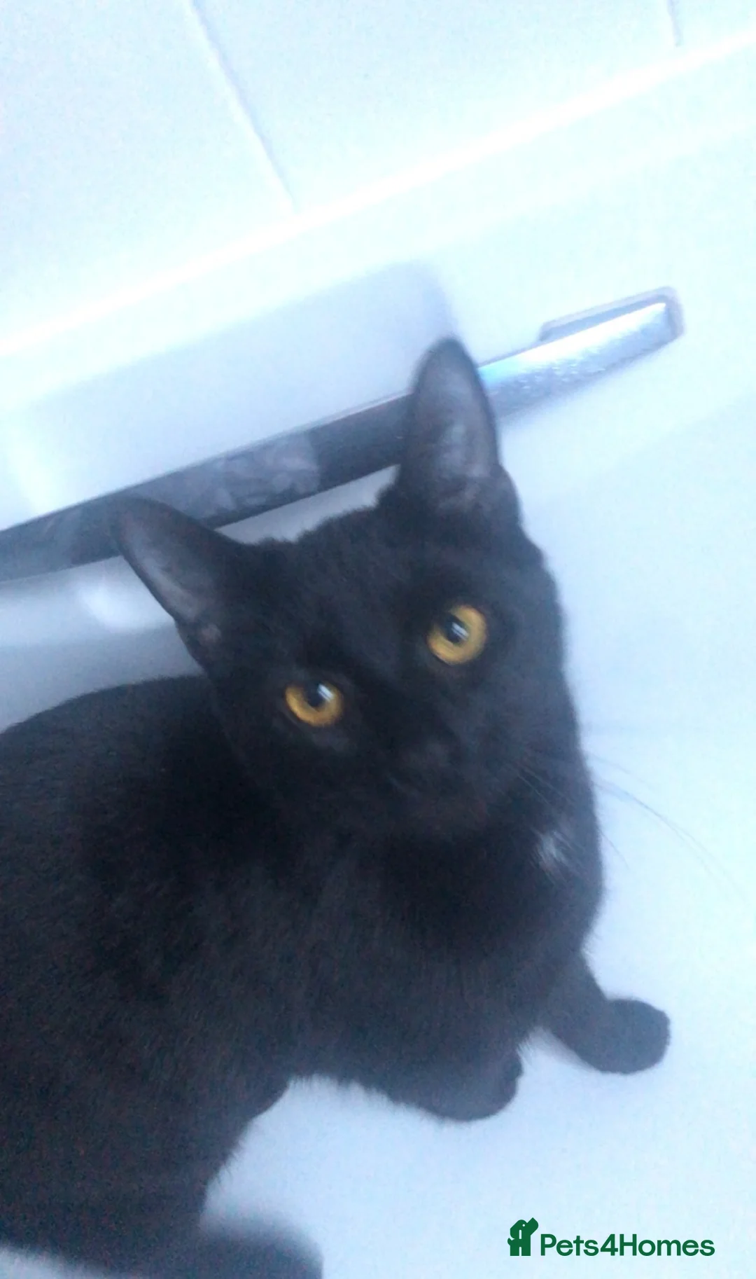 Domestic Shorthair cats for sale: 2 female black cats - Advert 2