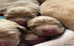 Labrador Retriever dogs for sale: Stunning Fox Red Labrador Puppies – Working lines - Image 10