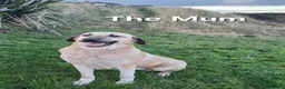 Turkish Kangal dogs for sale: LAST TURKISH KANGAL PUPPY! - Advert 7