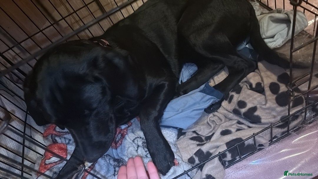 Springador dogs for sale: One black Springadore  - Advert 1