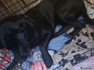 Springador dogs One black Springadore - Advert 3