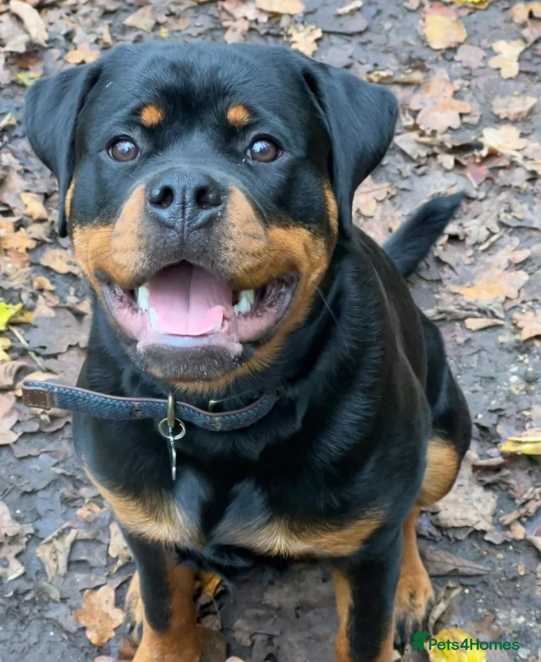 Rottweiler dogs for sale: Roxy the lovable Rottie  - Advert 6
